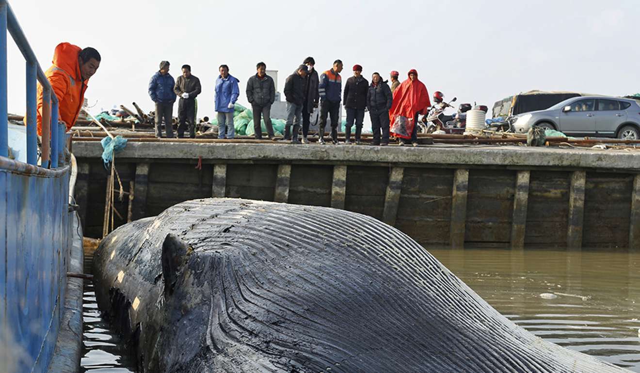 Xác cá voi 20 tấn không đầu, không vây dạt cảng TQ - 1