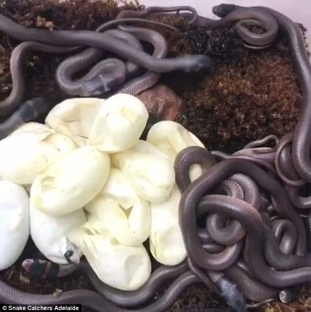 Sởn gai ốc cảnh 14 rắn nâu nhung nhúc chui ra khỏi trứng - 1