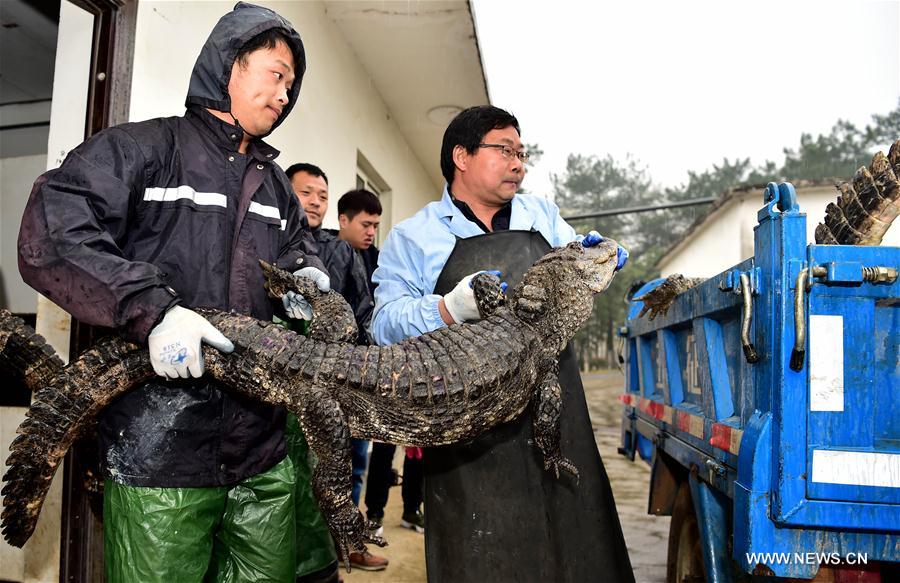 TQ: Hết rét, “xách cổ” 13.000 cá sấu ra ngoài tắm nắng - 3