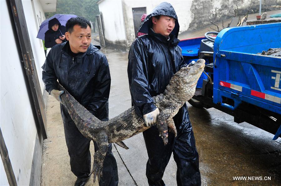 TQ: Hết rét, “xách cổ” 13.000 cá sấu ra ngoài tắm nắng - 4