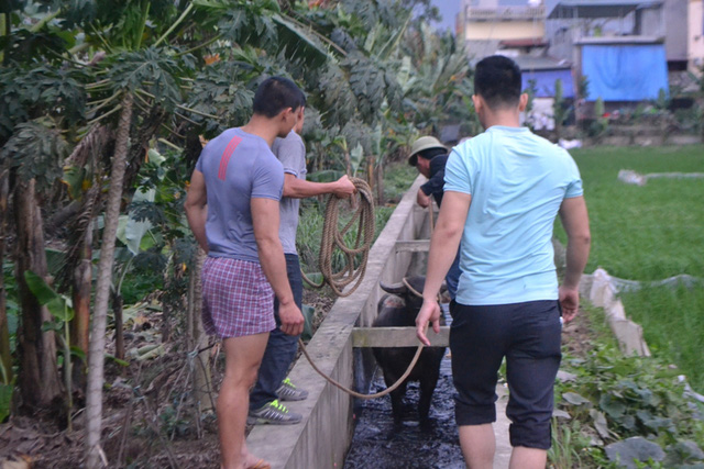 Cuộc vây bắt trâu điên ở Hải Dương được mô tả như... phim hành động! - 3