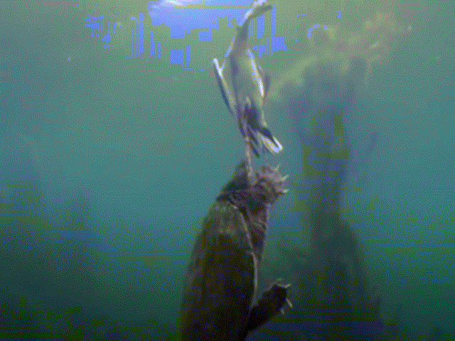 Video: Rùa khổng lồ dìm vịt chết ngạt dưới nước ăn thịt