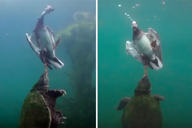 Video: Rùa khổng lồ dìm vịt chết ngạt dưới nước ăn thịt - 1