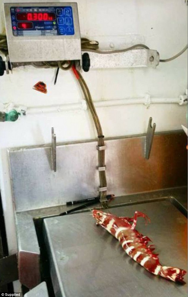 Úc: Bắt được tôm sú khổng lồ to như cẳng tay đàn ông - 2