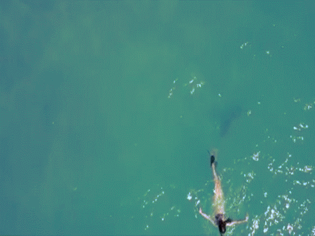 Cá mập bám sát gót cô gái mặc bikini lặn biển ở Mỹ