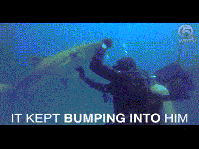 Video: Móc câu xuyên thủng bụng, cá mập cầu cứu thợ lặn