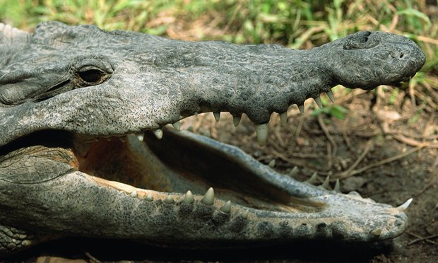 Mexico: Chặt đầu 20 con cá sấu rồi uống cạn máu sống - 1