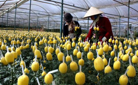 Tuần qua: Giá vàng, giá rau, giá hoa… đồng loạt giảm - 4