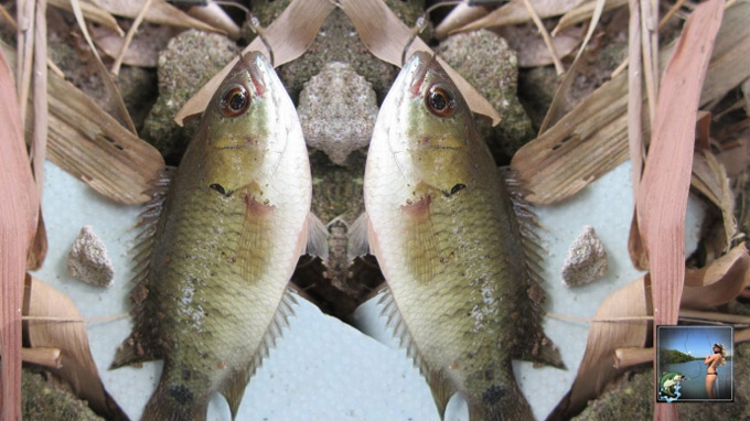 Tuần qua: Giá vàng, giá rau, giá hoa… đồng loạt giảm - 5