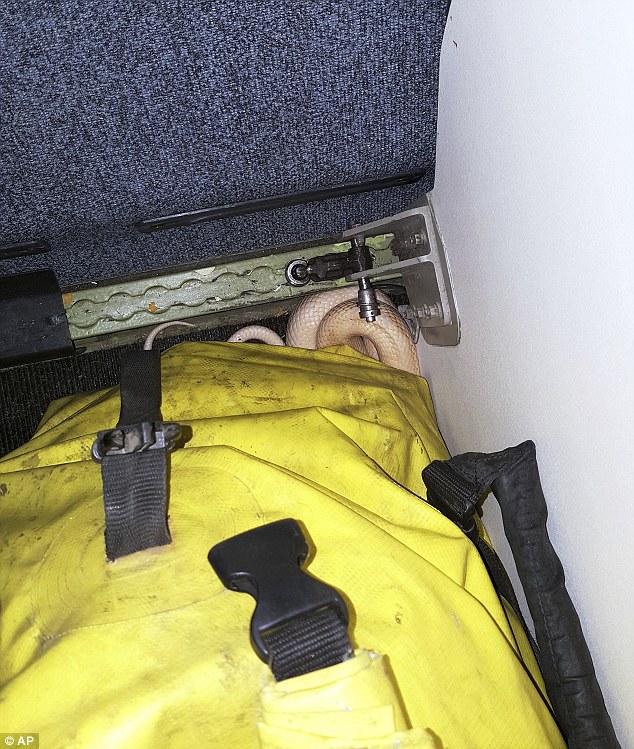 Mỹ: Trăn thoát khỏi túi trên máy bay, hành khách hoảng sợ - 1