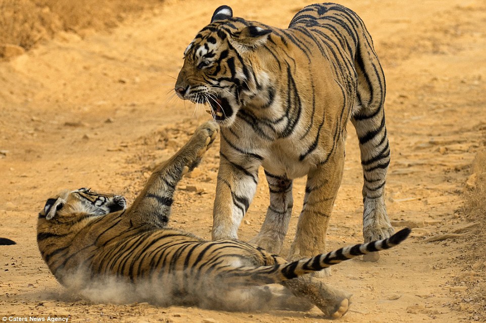 Hổ mẹ Ấn Độ gầm gừ, “mắng” té tát hổ con nghịch bẩn - 1