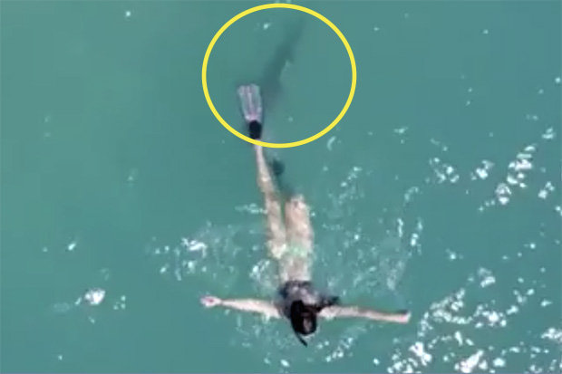 Cá mập bám sát gót cô gái mặc bikini lặn biển ở Mỹ - 1