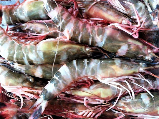 Lại thèm tôm sắt nướng muối ớt nữa rồi! - 2