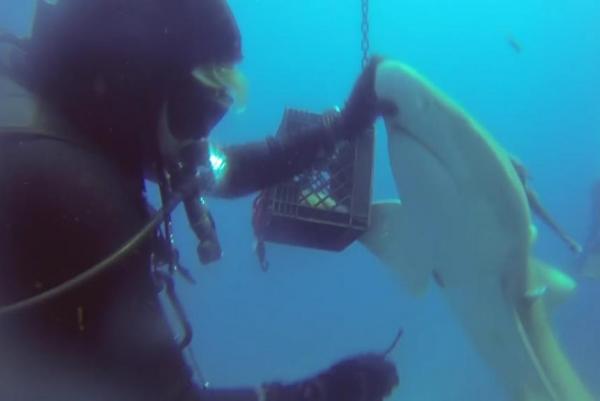 Video: Móc câu xuyên thủng bụng, cá mập cầu cứu thợ lặn - 1