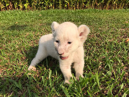 Vinpearl Safari đón nhiều thú non quý hiếm chào đời - 2