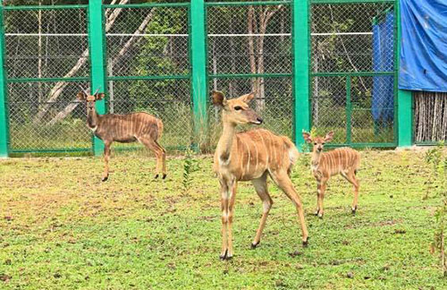 Vinpearl Safari đón nhiều thú non quý hiếm chào đời - 4