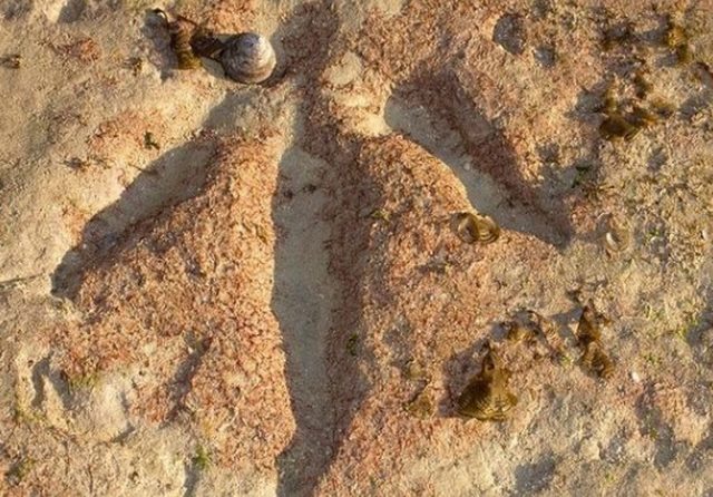 Tìm ra dấu chân khủng long nhiều chưa từng thấy ở Úc - 1