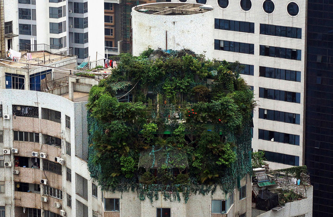 “Ốc đảo” xanh rì nằm trên nóc của một tòa nhà 19 tầng, tọa lạc tại Quảng Châu, tỉnh Quảng Đông, Trung Quốc.