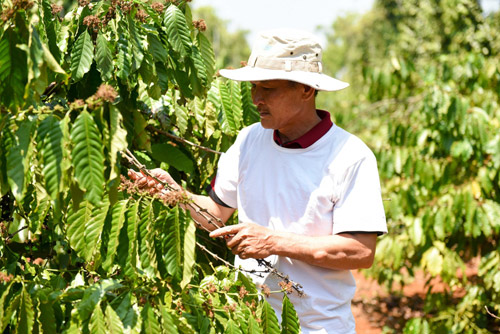 Câu chuyện đằng sau ly cà phê chất lượng Việt - 1