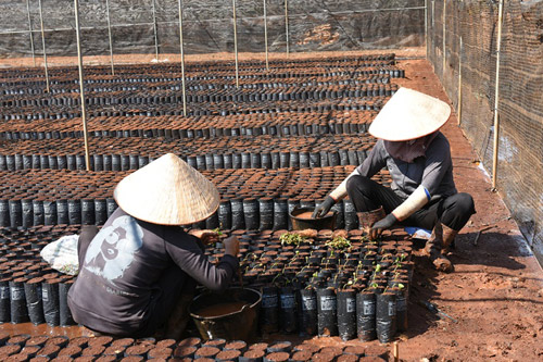 Câu chuyện đằng sau ly cà phê chất lượng Việt - 3