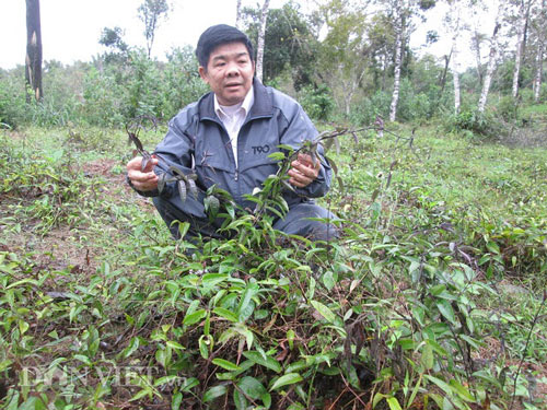 Trồng cây tiền tỷ: &#34;Gieo&#34; cây biệt dược phòng the trên vùng đất mỏ - 2