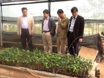 Dân đổ xô vào rừng đào gốc trà hoa vàng để bán - 3