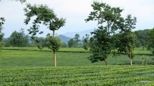 Địa điểm nên ghé thăm ở Phú Thọ dịp Giỗ tổ Hùng Vương - 3