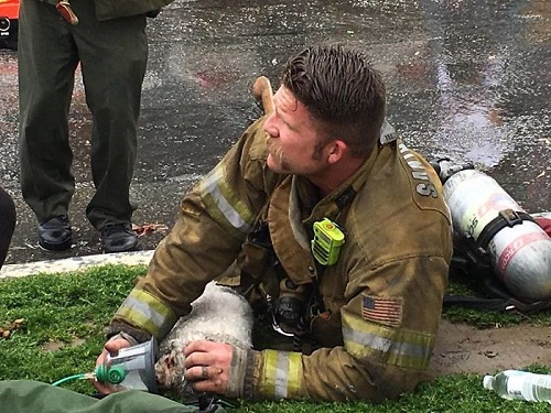 Lính cứu hỏa hô hấp cứu chó đang nguy kịch gây xúc động - 1