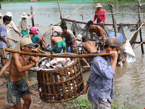 &#39;Thương lái Trung Quốc xúi dân bỏ rau câu vào tôm&#39; - 2