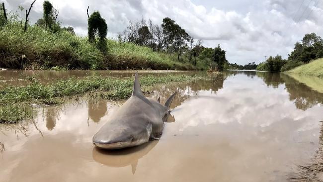 Úc: Giật mình thấy cá mập bò nằm chềnh ềnh giữa đường - 1