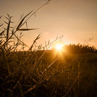 Tin tức trong ngày - Nắng hanh đẩy nguy cơ cháy rừng lên cao