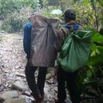 Tin tức trong ngày - Thấy dấu tích cây sưa trăm tỷ