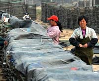 Sức khỏe đời sống - Thuốc, thịt nhiễm chất cấm ở Trung Quốc