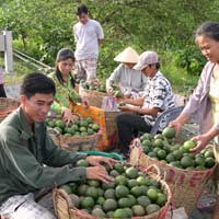 Thị trường - Tiêu dùng - Làng tỷ phú cam sành