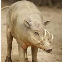 Sức khỏe đời sống - Bị heo rừng húc vỡ bàng quang