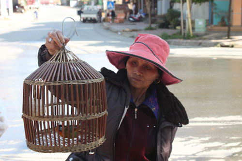 Trai Mông xách chim "xịn" đi bán dạo - 2
