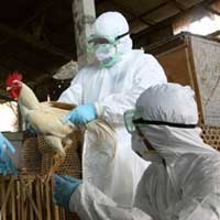 Sức khỏe đời sống - Biến thể H5N1 lây sang người qua hô hấp?