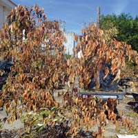 Tin tức trong ngày - Hàng loạt cây chết khô vì nhiễm khí độc?