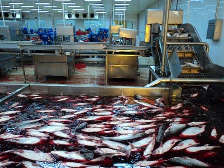 Đại gia chi 500 tỷ đồng cứu Công ty Bình An - 3