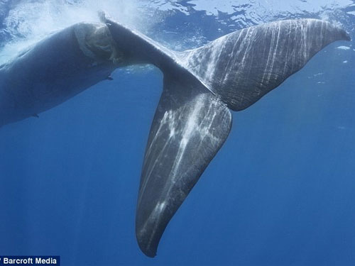 Cá voi bị tàu "cắt" đứt lìa ở Ấn Độ Dương - 1