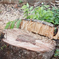 Tin tức trong ngày - Bỏ 60 tỷ đóng quan tài gỗ sưa