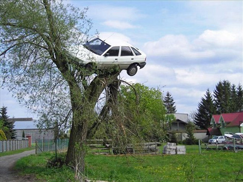 Xe ô tô bị treo trên cây liễu - 1