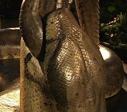 Loài rắn nặng hơn 1 tấn - 4