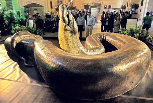 Loài rắn nặng hơn 1 tấn - 5