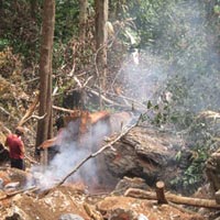 Tin tức trong ngày - Đầu nậu kể chuyện săn gỗ sưa