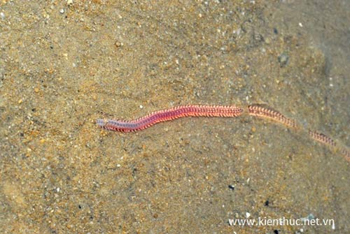 Xuất hiện "con rết biển" giống Rồng thời Lý - 2
