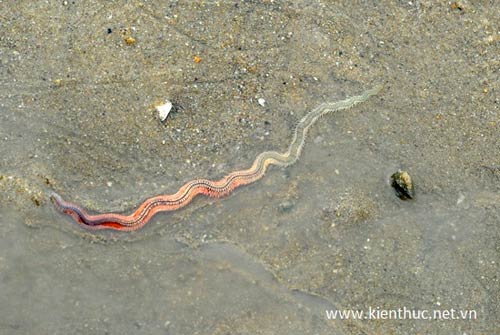 Xuất hiện "con rết biển" giống Rồng thời Lý - 3