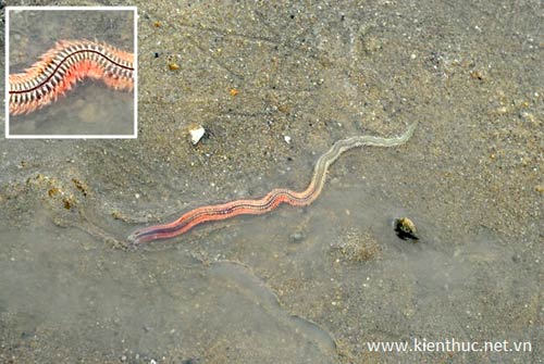 Xuất hiện "con rết biển" giống Rồng thời Lý - 4
