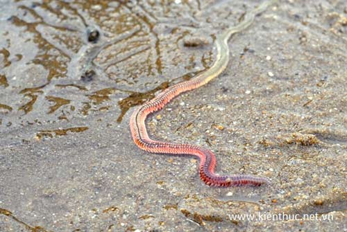 Xuất hiện "con rết biển" giống Rồng thời Lý - 5