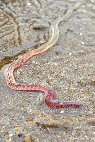 “Rết biển” giống rồng thời Lý là... giun - 2